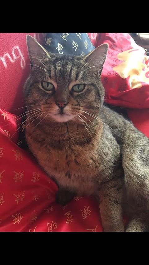 Bild: Kater vermisst!