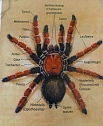 Die Welt der Riesenspinnen (Foto: Hans-Jürgen Schmidt) Die Welt der Riesenspinnen (Foto: Hans-Jürgen Schmidt)