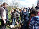 Baum des Jahres gepflanzt (Foto: Karl-Heinz Herrmann)