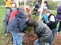 Baum des Jahres gepflanzt (Foto: Karl-Heinz Herrmann)