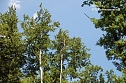 Waldschadenserhebung  (Foto: Hans-J&uuml;rgen Schmidt)