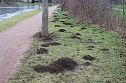 Maulwurfsinvasion im Schlosspark Sondershausen? (Foto: Karl-Heinz Herrmann)
