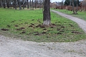 Maulwurfsinvasion im Schlosspark Sondershausen? (Foto: Karl-Heinz Herrmann)