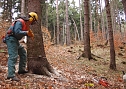 Baumf&auml;llung (Foto: Karl-Heinz Herrmann)