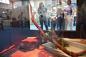 Welt der Reptilien in der Wiedingsburghalle (Foto: nnz-City Scout: Sven G&auml;mkow)