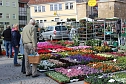 Pflanzenmarkt gut besucht (Foto: Karl-Heinz Herrmann)