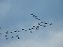 Flugshow der Kraniche (Foto: Peter Blei) Flugshow der Kraniche (Foto: Peter Blei)