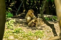 Besuch bei den Affen am Straußberg (Foto: Gernot Thelemann) Besuch bei den Affen am Straußberg (Foto: Gernot Thelemann)