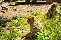 Besuch bei den Affen am Straußberg (Foto: Gernot Thelemann) Besuch bei den Affen am Straußberg (Foto: Gernot Thelemann)