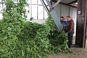 Start der Hopfenernte in Gro&szlig;enehrich (Foto: Karl-Heinz Herrmann)