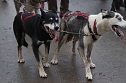 Hundeschlittenrennen in Pullman City (Foto: Peter Blei)