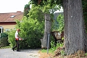 Baumpflege mit Kran (Foto: Karl-Heinz Herrmann)