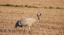 Kranichf&uuml;hrung am Stausee Kelbra (Foto: Ulrich Reinboth, Kelbra)