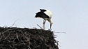 Erster Storch in der Goldenen Aue  (Foto: Ulrich Reinboth)
