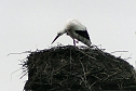 Erster Storch in der Goldenen Aue  (Foto: Ulrich Reinboth)