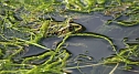 Wasserfrosch gut getarnt (Foto: Eva Maria Wiegand)