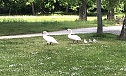 Schwanenpaar mit ihren Jungen (Foto: Eva Maria Wiegand)