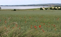 Klatschmohn am Stausee Kelbra (Foto: Eva Maria Wiegand)