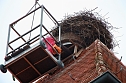 Bauarbeiten am Ringelebener Storchennest (Foto: Henri Fensterer)