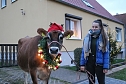 Adventsausflug mit dem Ochsen Tabaluga (Foto: S.Dietzel)