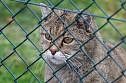 F&uuml;tterung der Wildkatzen im Wildkatzendorf H&uuml;tescheroda (Foto: Eva Maria Wiegand)