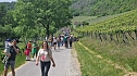 Unterwegs auf der Saale-Weinmeile (Foto: nnz)