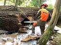 Angezünderter Baum im Schlosspark (Foto: S. Dietzel) Angezünderter Baum im Schlosspark (Foto: S. Dietzel)