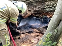 Angezünderter Baum im Schlosspark (Foto: S. Dietzel) Angezünderter Baum im Schlosspark (Foto: S. Dietzel)