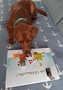 Heinrich und sein Adventskalender (Foto: Heike Lange aus Sondershausen)