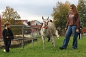Unterwegs mit den Unstrut Lamas aus Herbsleben (Foto: Eva Maria Wiegand) Unterwegs mit den Unstrut Lamas aus Herbsleben (Foto: Eva Maria Wiegand)