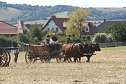 Nachstellung der Bauernschlacht bei Bad Frankenhausen (Foto: agl)