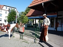 Pferd in der Stadt (Foto: Karl-Heinz Herrmann)