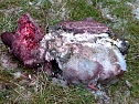 Totes Schaf auf der Haardt Bild 1 (Foto: Hans-J&uuml;rgen Schmidt)