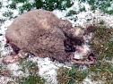 Totes Schaf auf der Haardt Bild 2 (Foto: Hans-J&uuml;rgen Schmidt)