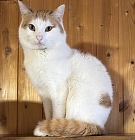 Kater