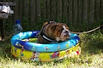 Tierischer Spa&szlig; (Foto: privat)