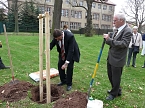 Der besondere Apfelbaum (Foto: Karl-Heinz Herrmann)