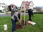 Der besondere Apfelbaum (Foto: Karl-Heinz Herrmann)