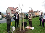 Der besondere Apfelbaum (Foto: Karl-Heinz Herrmann)