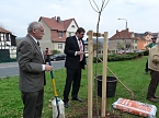 Der besondere Apfelbaum (Foto: Karl-Heinz Herrmann)