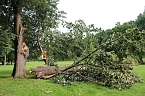 Bild: Von wegen nur Sturmschaden! (Foto: Karl-Heinz Herrmann)