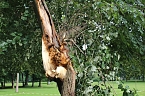 Bild: Von wegen nur Sturmschaden! (Foto: Karl-Heinz Herrmann)