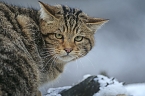 Wildkatzen (Foto: &copy; BUND/T. Stephan)