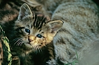 Wildkatzen (Foto: &copy; BUND/T. Stephan)