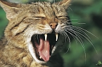 Wildkatzen (Foto: &copy; BUND/T. Stephan)