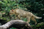 Wildkatzen (Foto: &copy; BUND/T. Stephan)