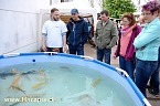 Fischfest (Foto: nnz-City Scout Sven G&auml;mkow)