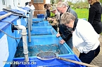 Fischfest (Foto: nnz-City Scout Sven G&auml;mkow)