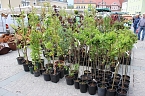 Gewimmel auf dem Pflanzenmarkt (Foto: Karl-Heinz Herrmann)