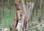 Kunst am Wegesrand (Foto: Karl-Heinz Herrmann)